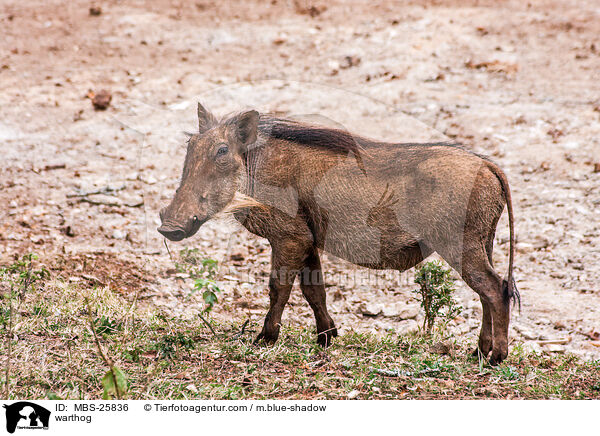 warthog / MBS-25836