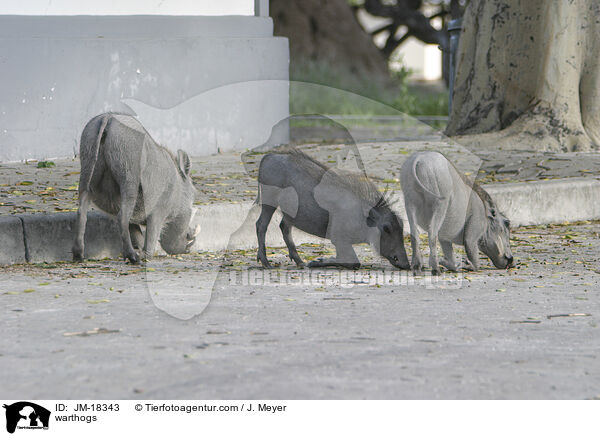 warthogs / JM-18343