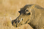 warthog