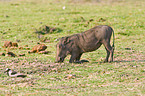 eating warthog