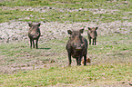 warthogs