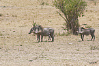 warthogs
