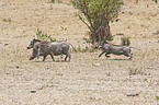 warthogs