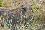 warthog