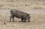 warthog