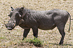 warthog
