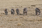 warthogs