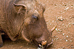 warthog