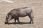 warthog