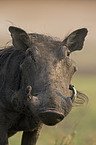 warthog