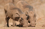 warthogs