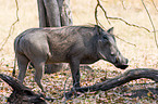 warthog