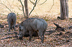 warthog