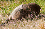 warthog