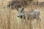 warthog