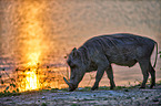 warthog