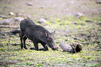 warthog