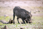 warthog