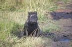 sitting Warthog