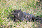 lying Warthog