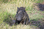 sitting Warthog