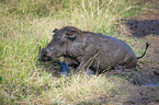 sitting Warthog