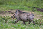 running Warthog