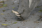warthog