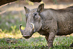 Warthog
