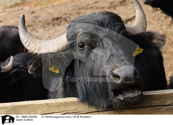 Wasserbffel / water buffalo / DMS-06958