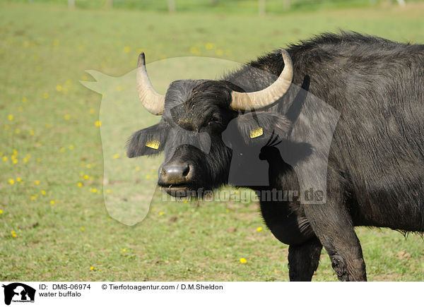 water buffalo / DMS-06974