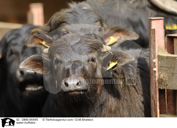 water buffalos / DMS-06995