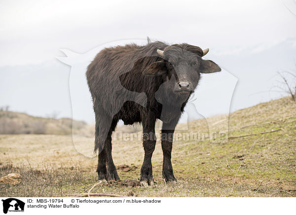 stehender Wasserbffel / standing Water Buffalo / MBS-19794