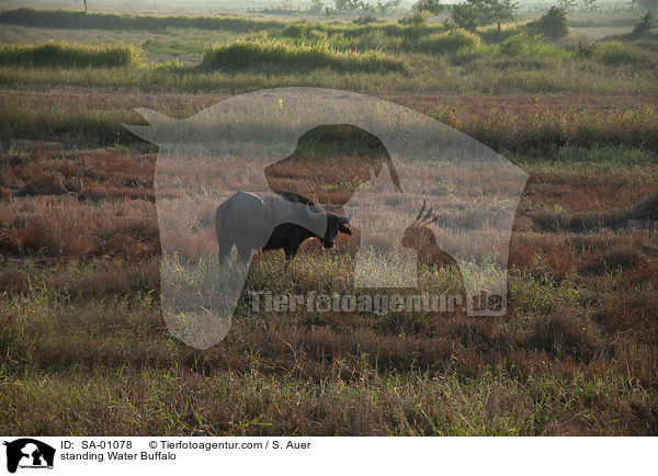 standing Water Buffalo / SA-01078