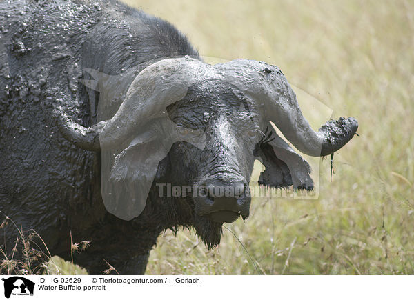 Water Buffalo portrait / IG-02629