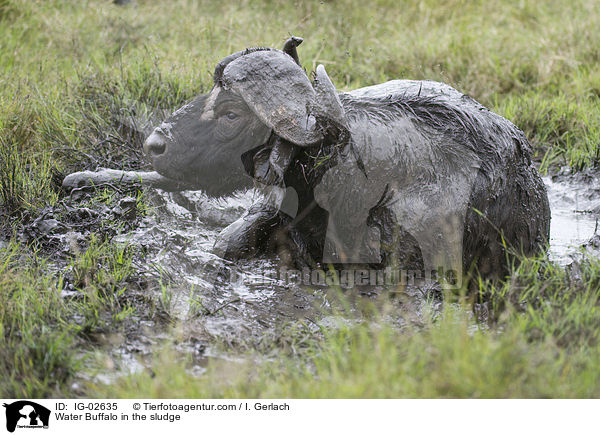 Water Buffalo in the sludge / IG-02635