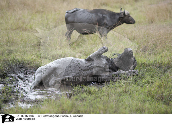 Wasserbffel / Water Buffalos / IG-02766