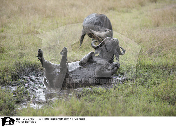 Water Buffalos / IG-02769