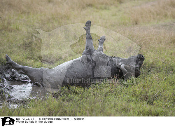 Water Buffalo in the sludge / IG-02771