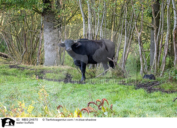 Wasserbffel / water buffalo / MBS-24670