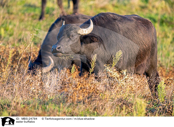 water buffalos / MBS-24784