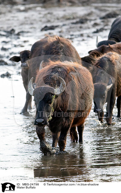 Water Buffalo / MBS-24798