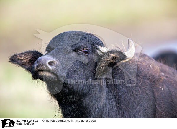 water buffalo / MBS-24802