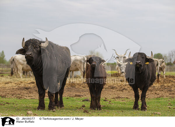 Water Buffalo / JM-06077