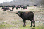standing Water Buffalos