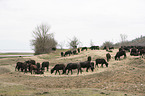 standing Water Buffalos