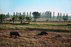 Water Buffalos