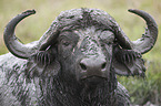Water Buffalo portrait