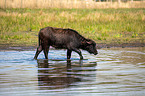 Water buffalo on the water