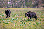 water buffalo